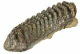 Fossil Stegodon Molar - Indonesia #146531-1